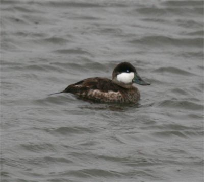 Ruddy Duck