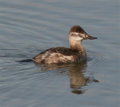 Ruddy Duck