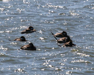 Ruddy Ducks