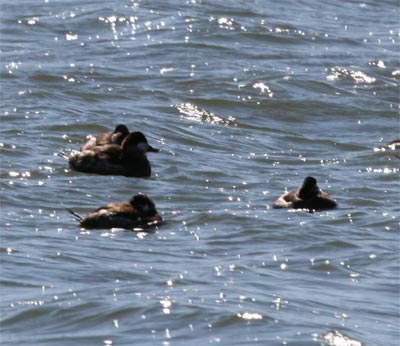 Ruddy Ducks