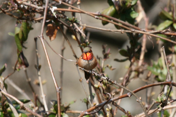 Rufous Hummingbird in breeding plumage