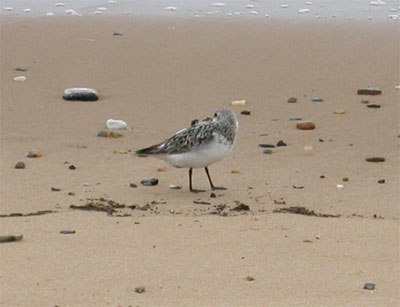 Sanderling