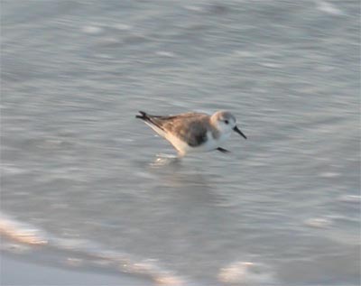 Sanderling