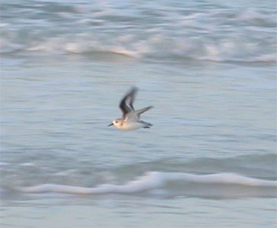 Sanderling