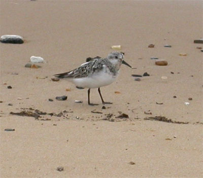 Sanderling