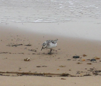 Sanderling