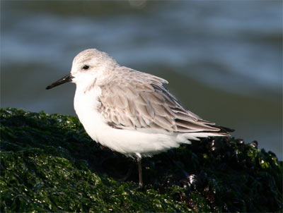 Sanderling