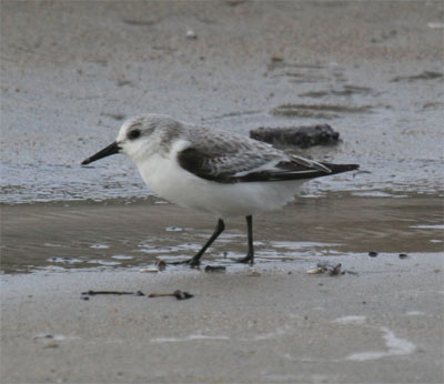 Sanderling