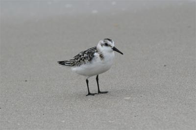 Sanderling