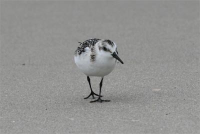 Sanderling