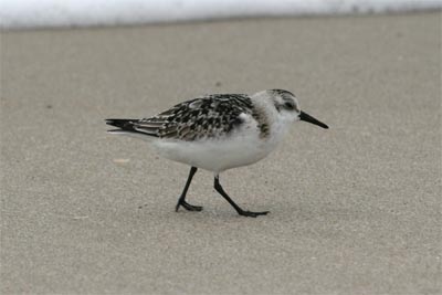 Sanderling