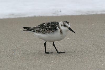 Sanderling