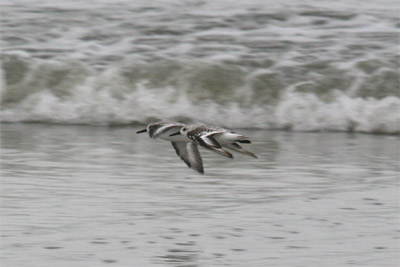 Sanderling