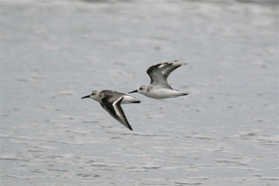 Sanderling