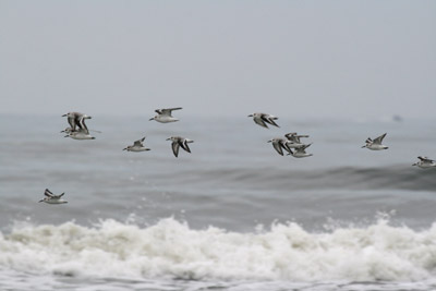 Sanderling