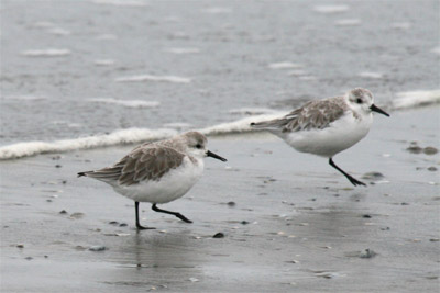 Sanderling