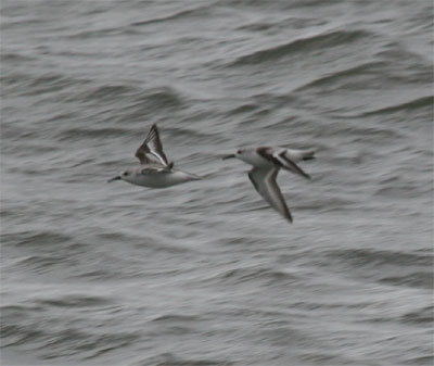 Sanderling