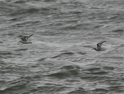 Sanderling