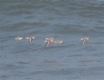 Sanderlings