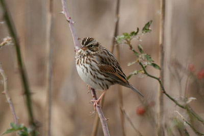 Savannah Sparrow