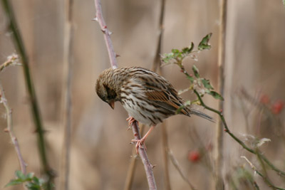 Savannah Sparrow