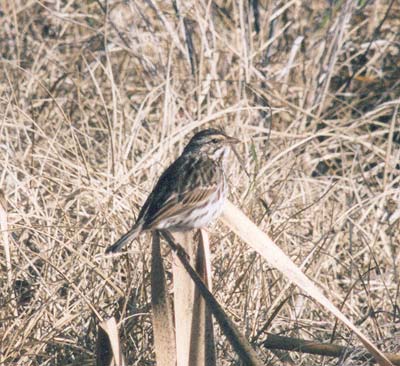 Savannah Sparrow