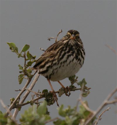 Savannah Sparrow