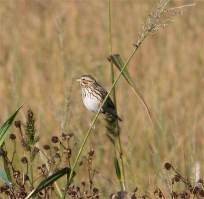 Savannah Sparrow