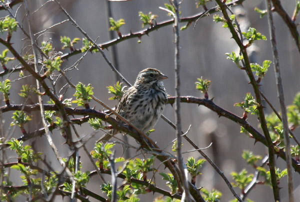 Savannah Sparrow