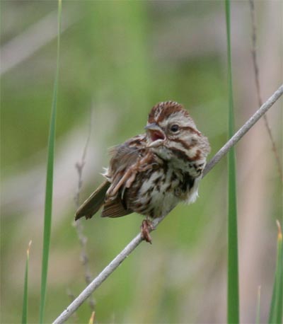 Savannah Sparrow