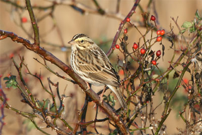 Savannah Sparrow