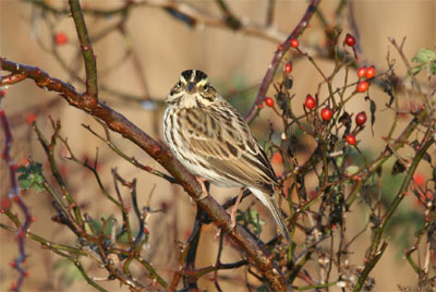 Savannah Sparrow