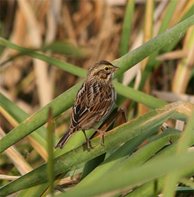 Savannah Sparrow