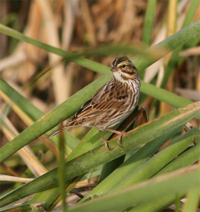 Savannah Sparrow