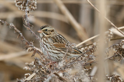 Savannah Sparrow