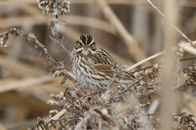 Savannah Sparrow