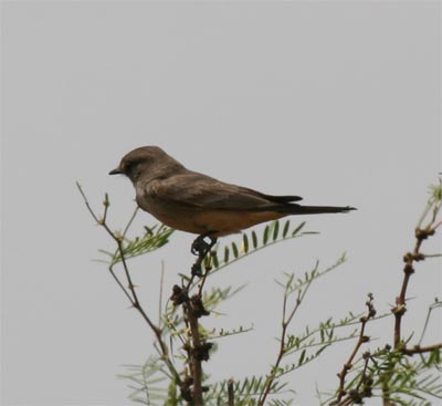 Say's Phoebe