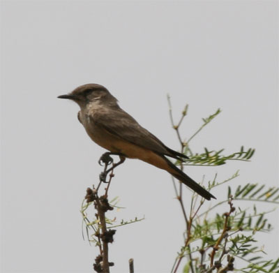 Say's Phoebe