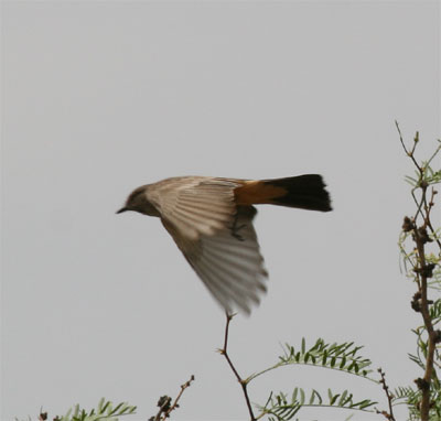 Say's Phoebe