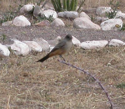 Say's Phoebe