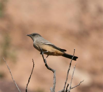 Say's Phoebe