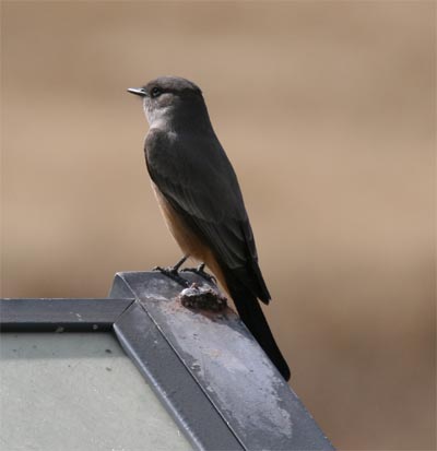 Say's Phoebe