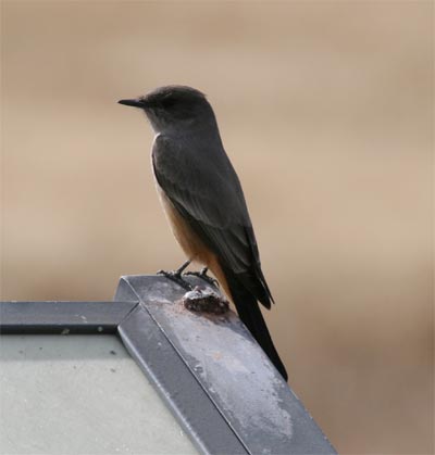 Say's Phoebe