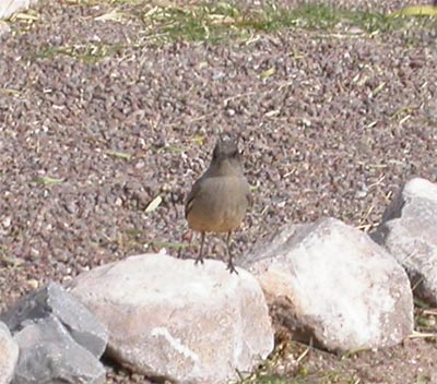 Say's Phoebe