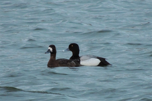 Oddly Colored Scaup