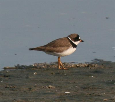 Semipalmated Plover