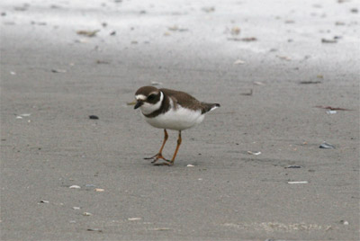 Semipalmated Plover