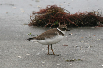 Semipalmated Plover