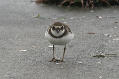 Semipalmated Plover