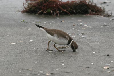 Semipalmated Plover